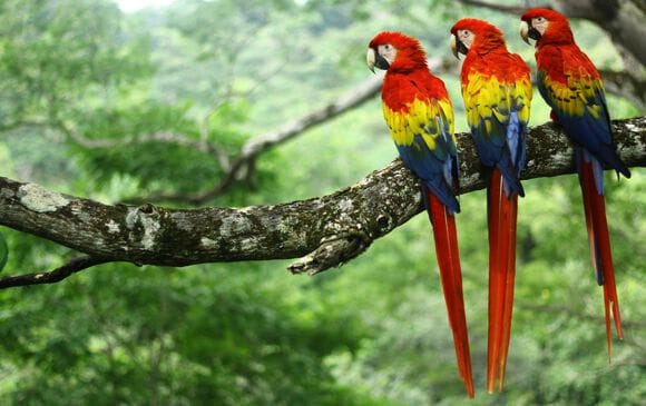 Scarlet Macaws flying over the rainforest